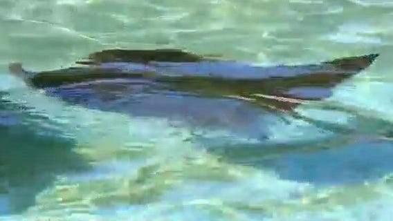Swimming with stingrays on National Weatherperson's Day