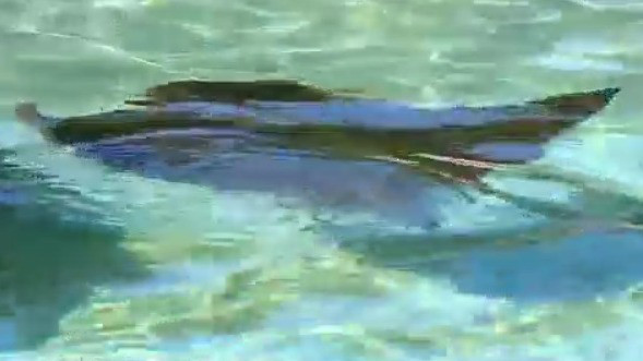 Swimming with stingrays on National Weatherperson's Day