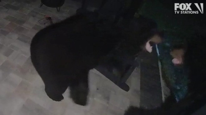 Video shows Florida bears fighting in neighbor's backyard