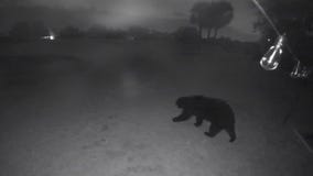 Florida bear wanders around neighborhood home