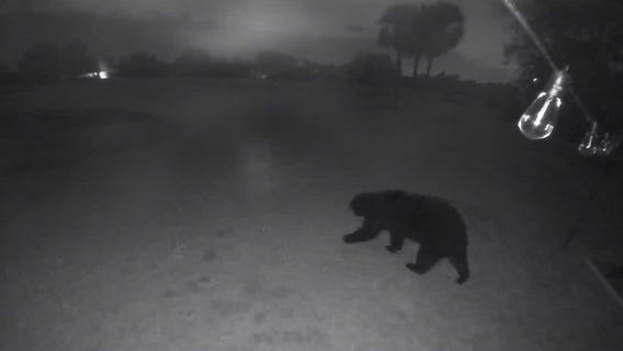 Florida bear wanders around neighborhood home