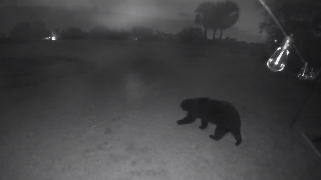Florida bear wanders around neighborhood home