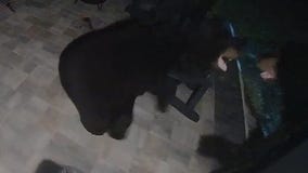 Video shows Florida bears fighting in neighbor's backyard