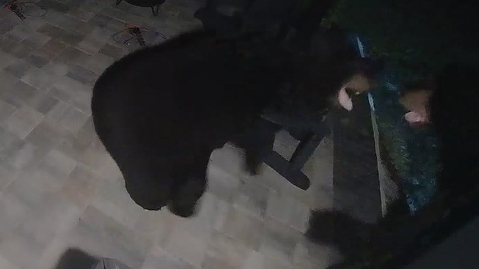 Video shows Florida bears fighting in neighbor's backyard