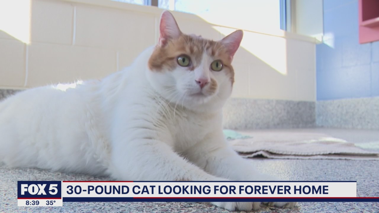 30-pound cat looking for forever home