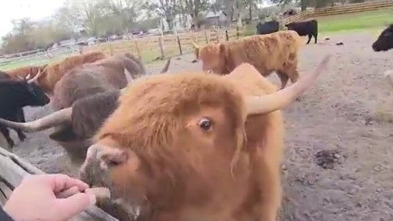 Cuddle with cattle at Cow Creek Farm