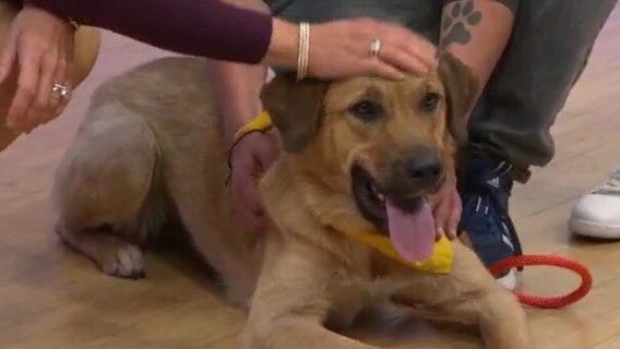 Adopt-A-Pet: Meet Chula