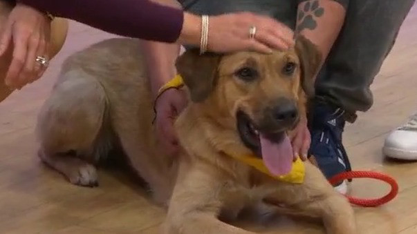 Adopt-A-Pet: Meet Chula