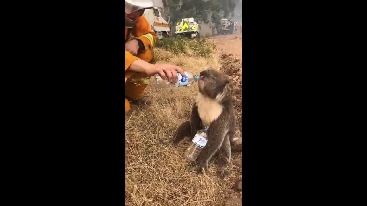 Firefighters in Australia bottle-feed thirsty Koala