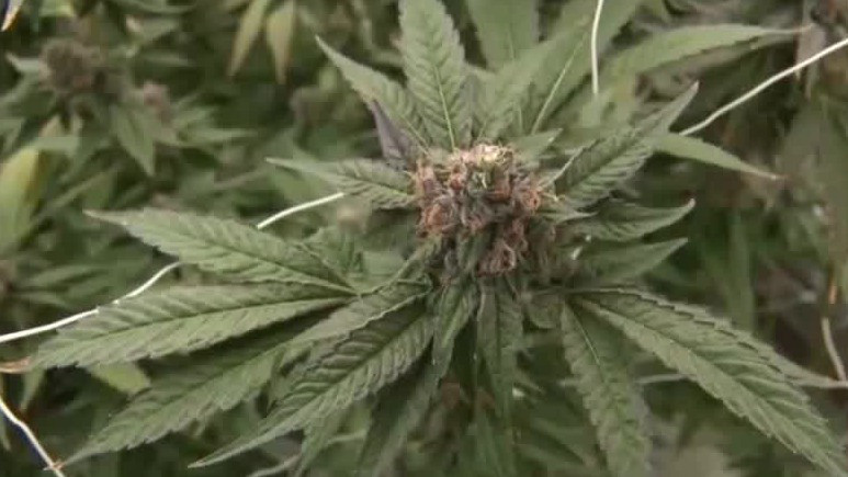 Lawmakers explore recreational marijuana bill in Florida
