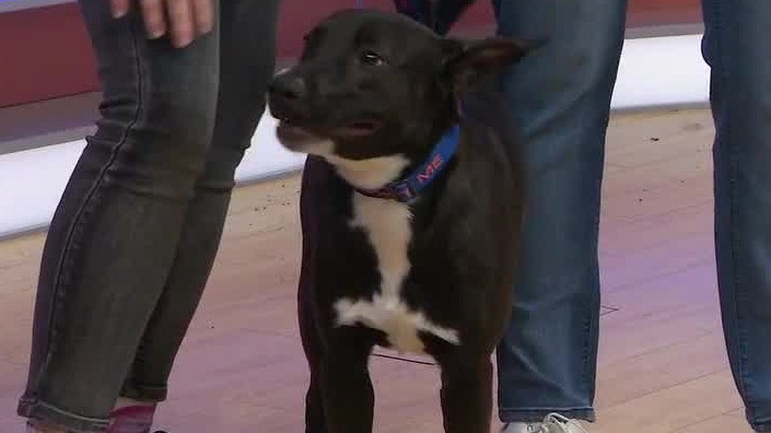 Adopt-A-Pet: Meet Lavender