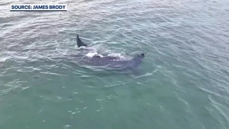 Florida man sees rare right whales in the ocean