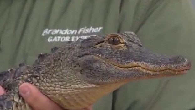 Living with gators: Safety tips from an expert