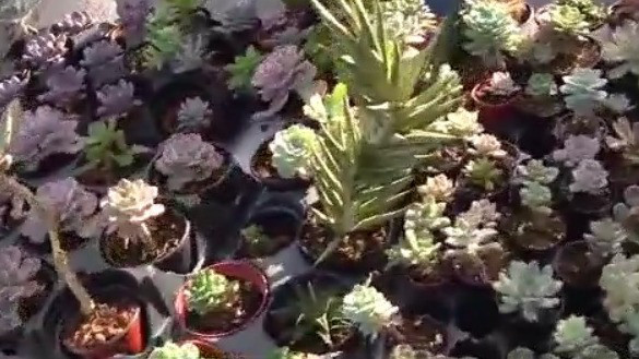succulent table centerpiece 16'' Succulent Centerpiece Table Decor, White