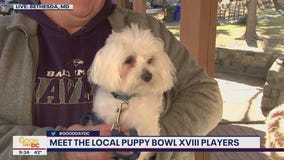 Meet the local Puppy Bowl XVIII players!