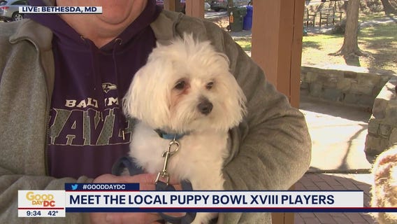 Meet the local Puppy Bowl XVIII players!