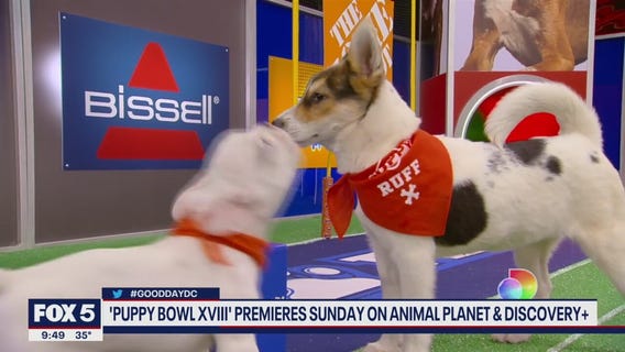 Puppy Bowl premieres Sunday on Animal Planet, Discovery+