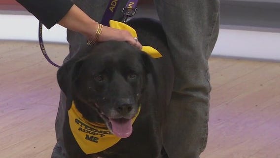 Adopt-A-Pet: Meet Pancho