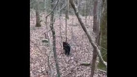 Bear gets stuck inside University of Tennessee baseball stadium