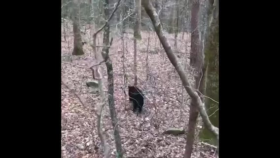 Bear gets stuck inside University of Tennessee baseball stadium