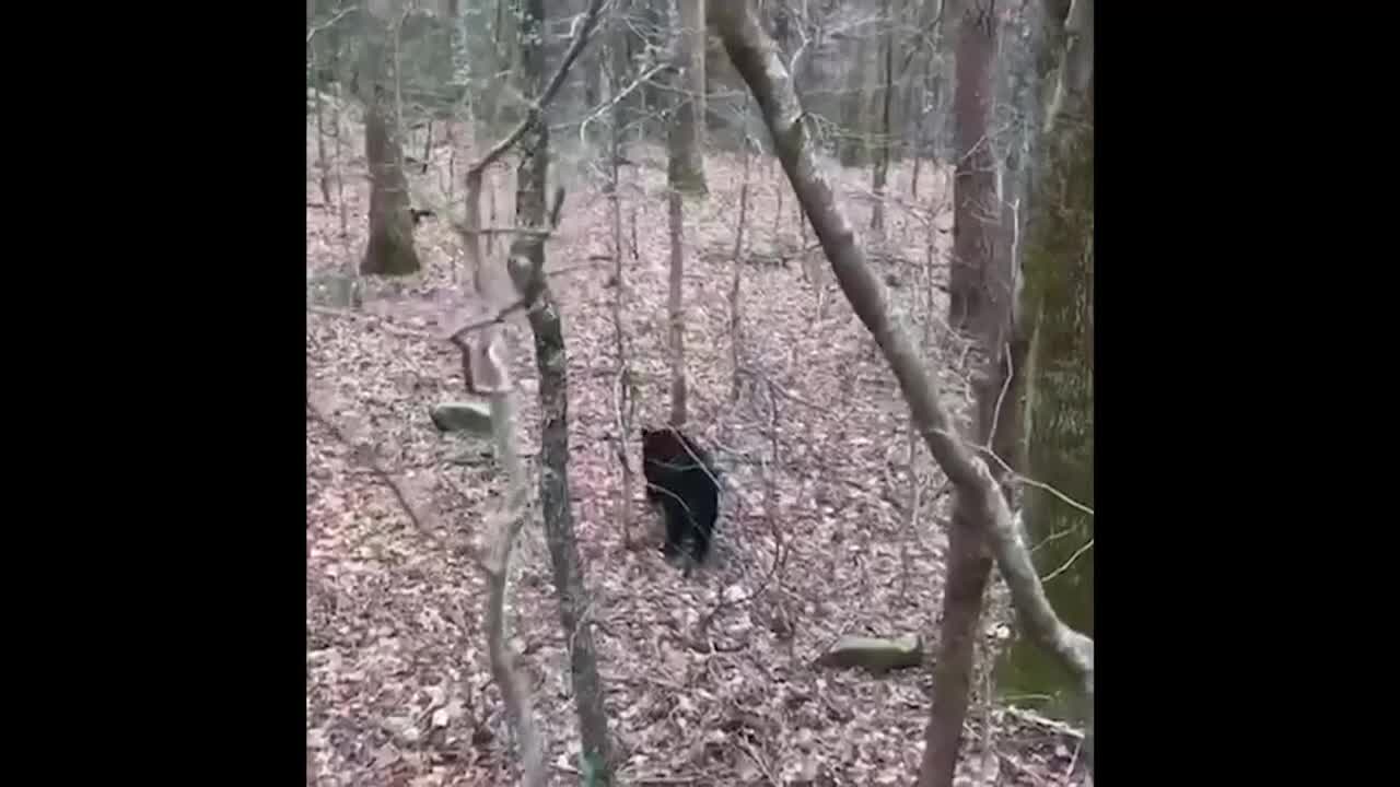 Bear gets stuck inside University of Tennessee baseball stadium