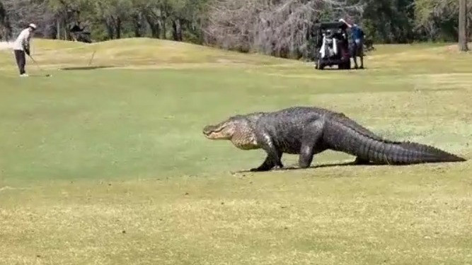 Enormous Florida alligator wanders golf course