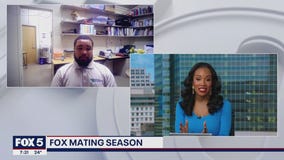 How to handle fox encounters in the wild