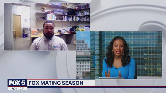 How to handle fox encounters in the wild