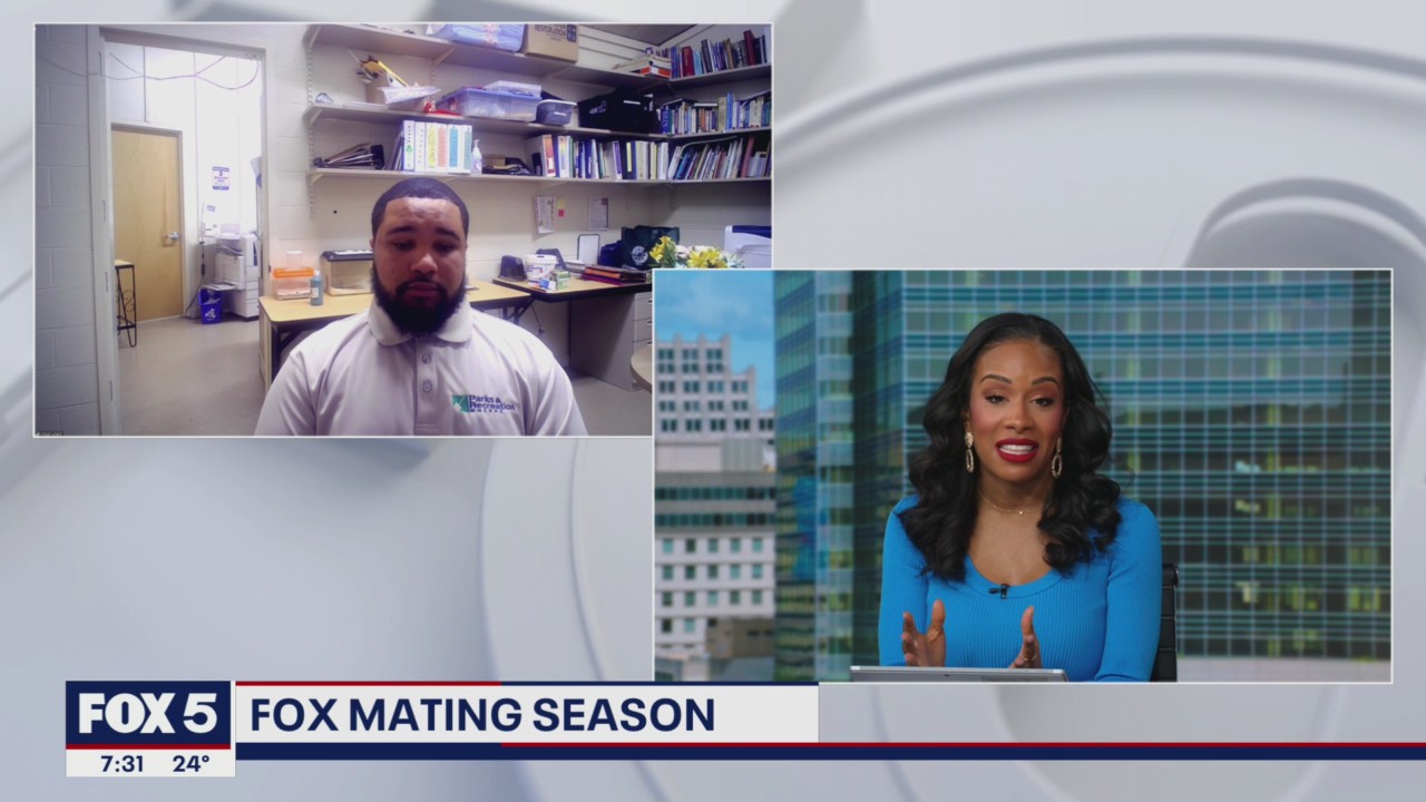 How to handle fox encounters in the wild