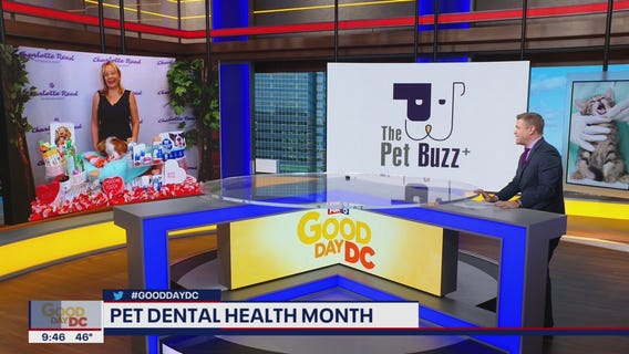 Protecting your pet's dental health