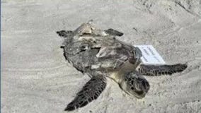 FOX 35 Investigates: Sea creature deaths in Brevard County