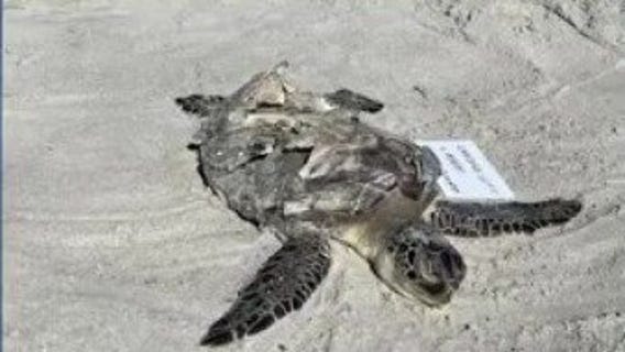 FOX 35 Investigates: Sea creature deaths in Brevard County