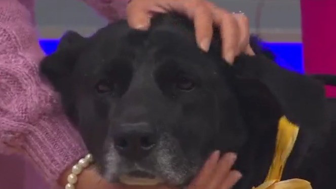 Adopt-A-Pet: Meet Kandi