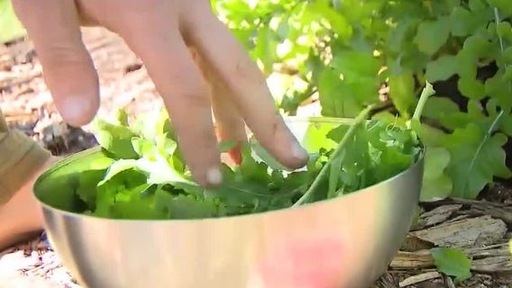 Learn how to plant seedlings