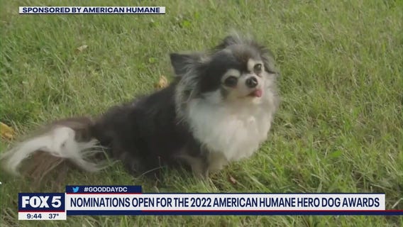 Nominations open for the 2022 American Humane Hero Dog awards