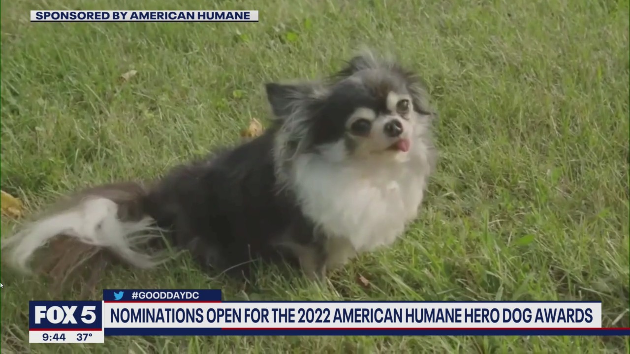 Nominations open for the 2022 American Humane Hero Dog awards