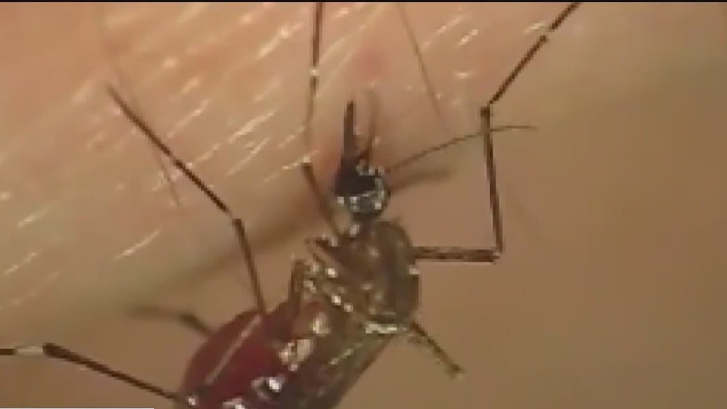 Increased risk of dengue fever