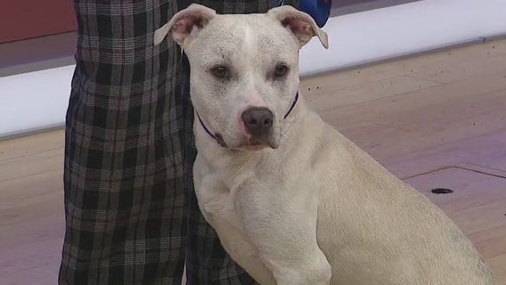 Adopt-A-Pet: Meet Jellybean