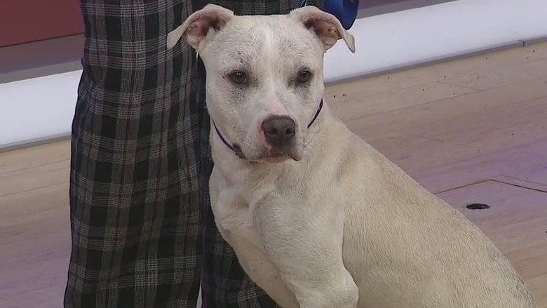 Adopt-A-Pet: Meet Jellybean