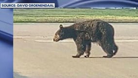 Officials searching for injured black bear in Altamonte Springs