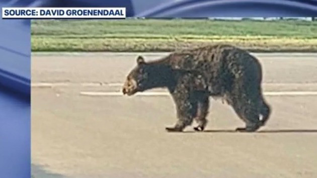 Officials searching for injured black bear in Altamonte Springs