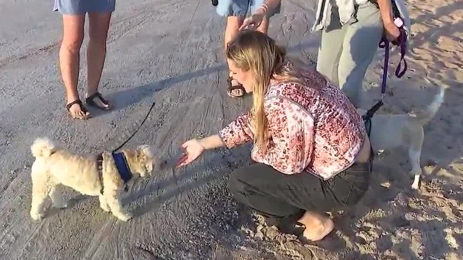 Permanent dog-friendly beach section approved in Ormond Beach