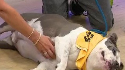 Adopt-A-Pet: Meet Falon