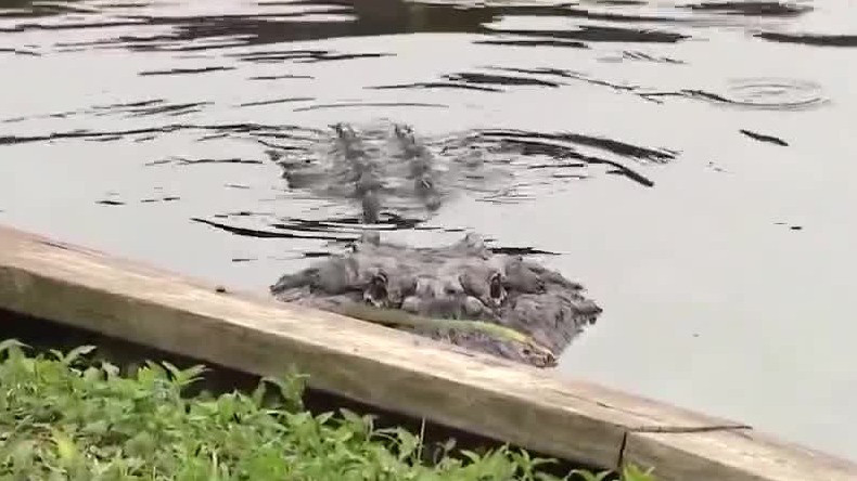 Florida gator trapper hospitalized after attack