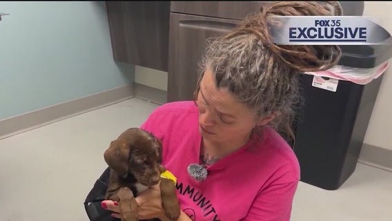 Oviedo vet speaks on puppy recovery after abuse