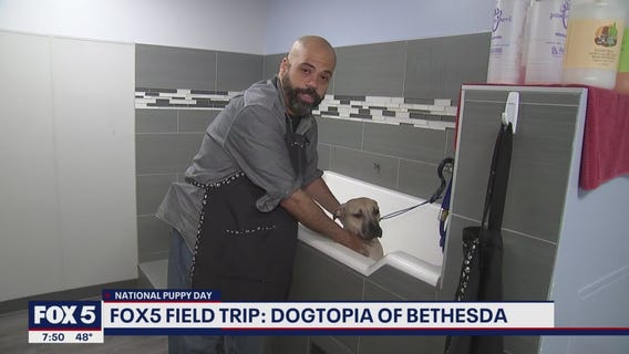 FOX 5 Field Trip: Dogtopia of Bethesda celebrating National Puppy Day