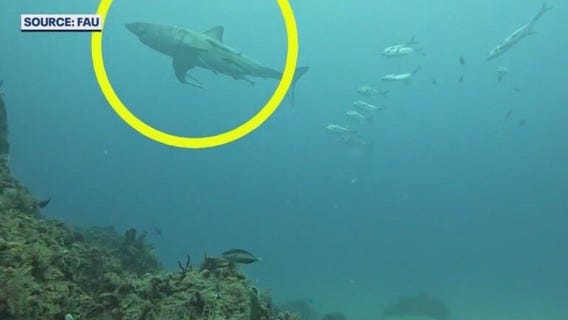 Great white shark photobombs FAU's ocean camera