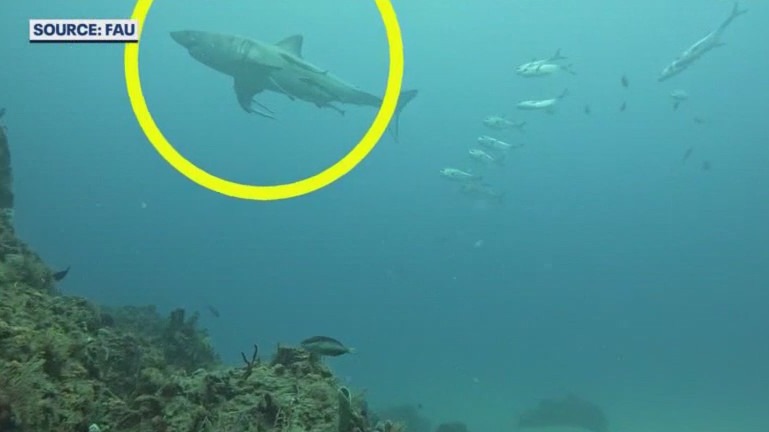 Great white shark photobombs FAU's ocean camera