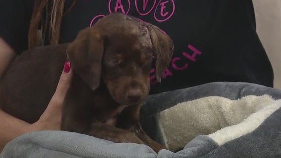 Sweetpea's journey: What's next for puppy severely beaten?