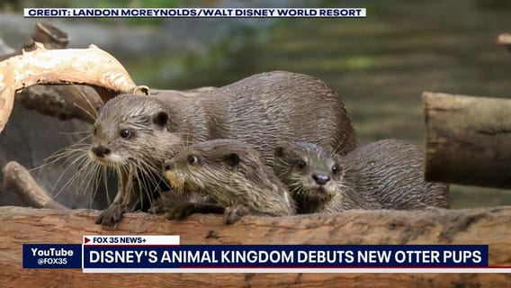 New otter pups at Animal Kingdom, weekend waterparks